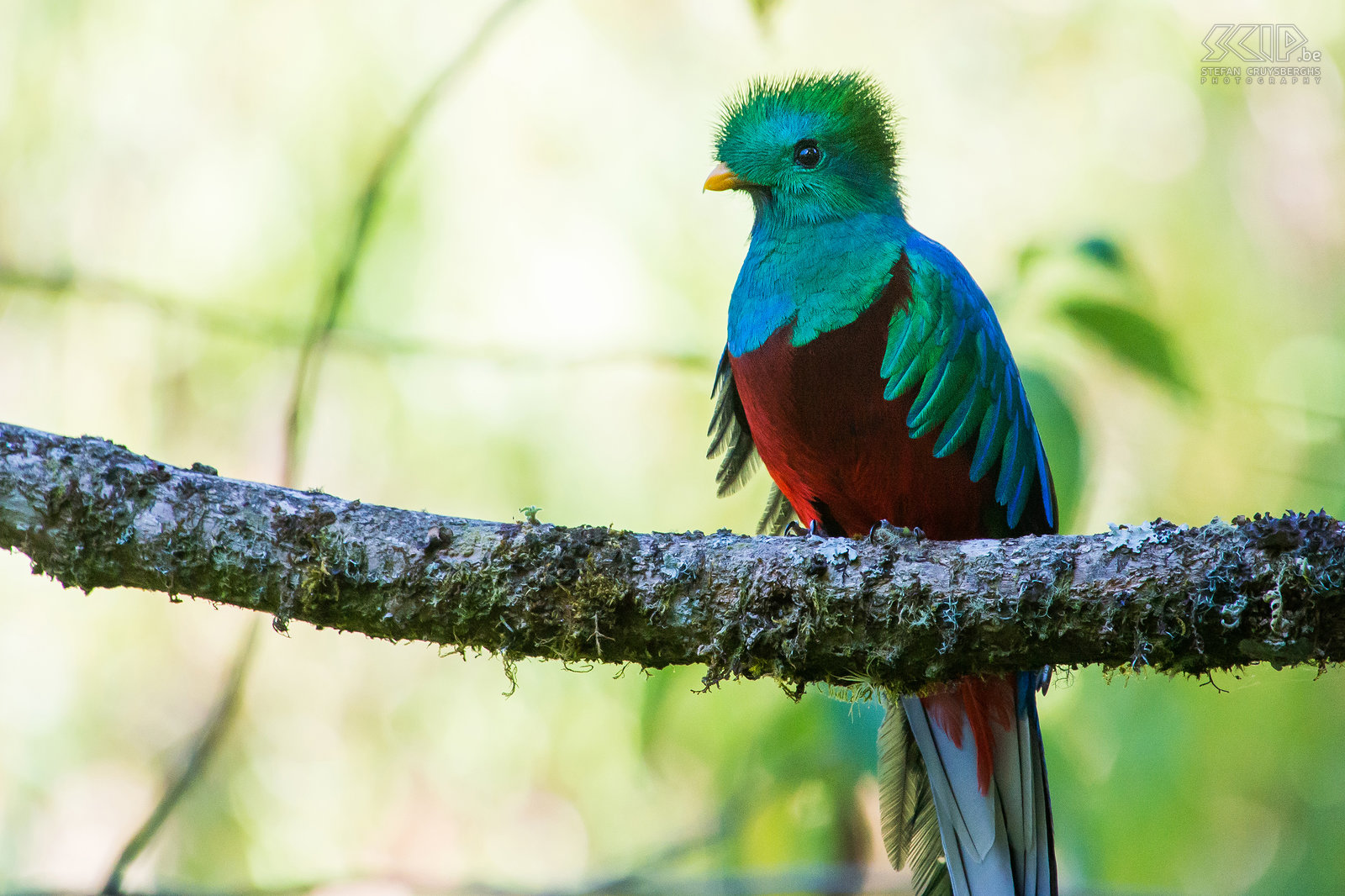 San Gerardo de Dota - Closeup quetzal Closeup van een mannelijke quetzal (pharomachrus mocinno). De quetzal is groen/blauw-violet met een rode borst en een zeer lange staart met één of twee veren. Het mannetje heeft een helm-achtige kuif.  Stefan Cruysberghs